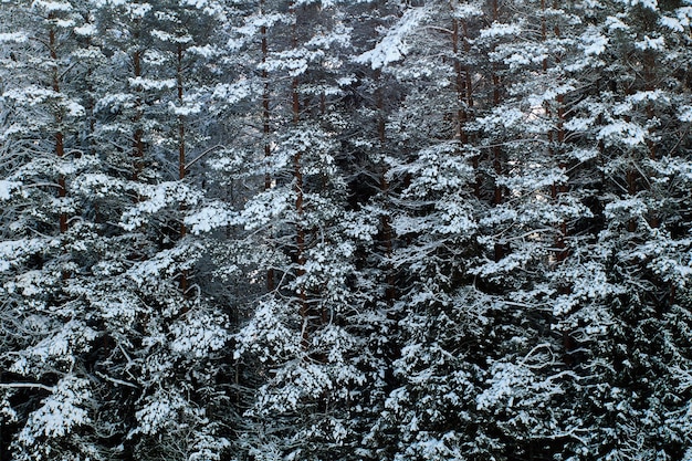 Foto schnee bedeckte fichtenmauer, dunkelgrüner winterwald mit frostigen zweigen