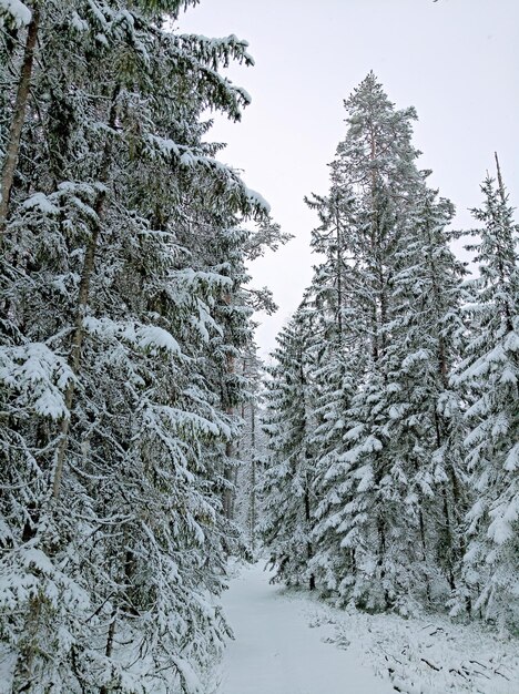 Schnee bedeckte Kiefern im Wald gegen den Himmel