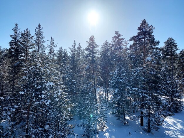 Schnee bedeckte Kiefern im Wald gegen den Himmel