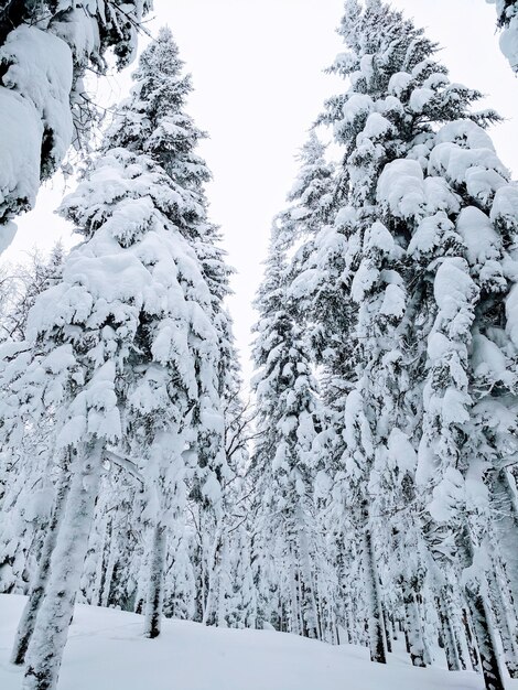 Schnee bedeckte Kiefern im Wald vor dem Himmel