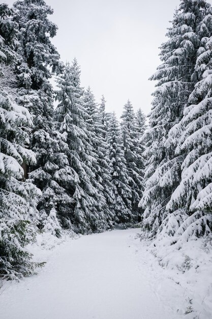 Foto schnee bedeckte kiefern im wald vor klarem himmel