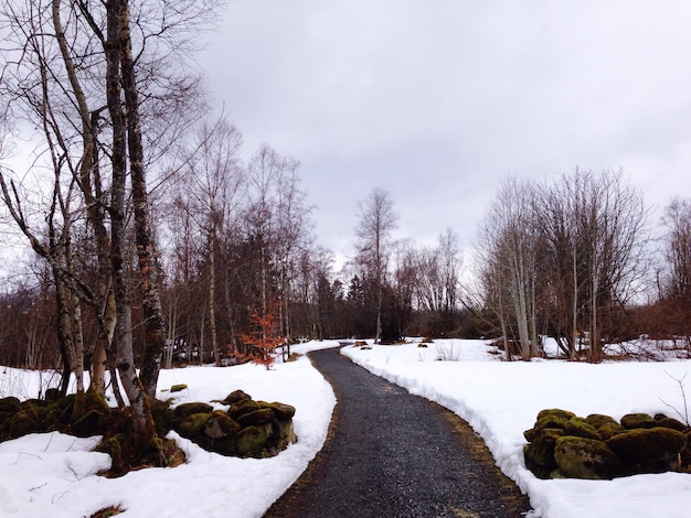 Schnee bedeckte Landschaft mit Bäumen im Hintergrund.