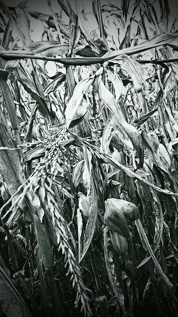 Schnee bedeckte nackte Bäume