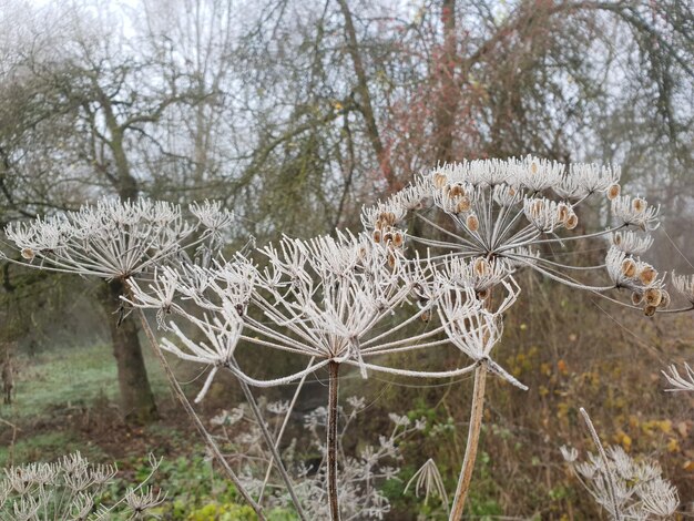 Foto schnee bedeckte pflanzen und bäume auf dem feld