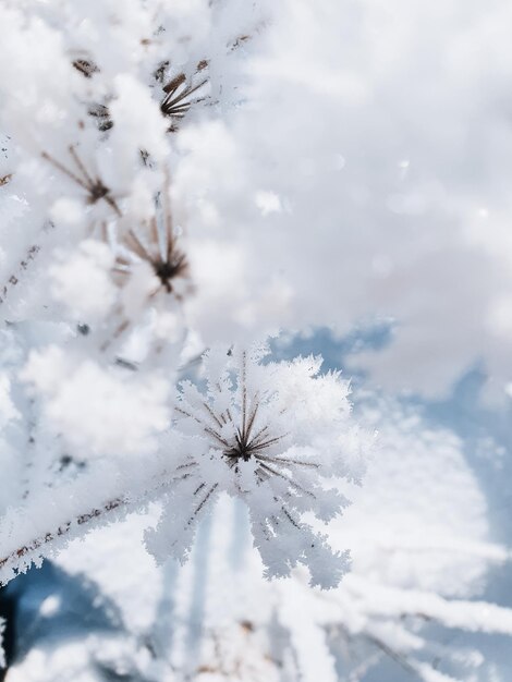 Schnee bedeckte Pflanzendetails gegen das Feld