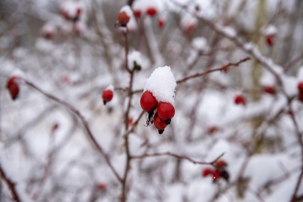 Schnee bedeckte rote Rosebäume auf Winterbüschen.