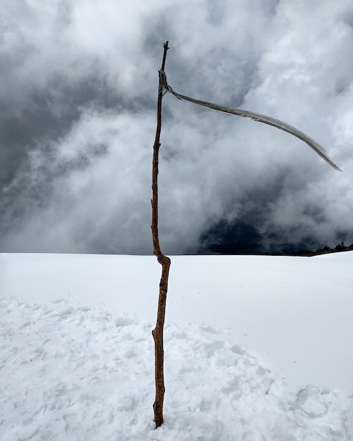 Foto schnee bedeckter baum gegen den himmel