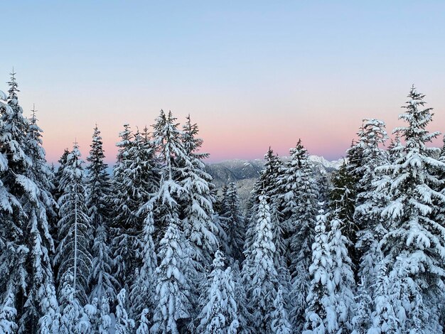 Foto schnee bedeckter wald gegen den sonnenaufgang