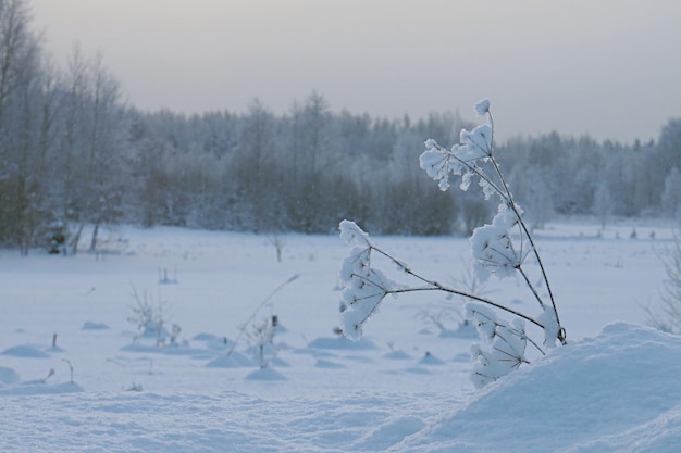 Schnee bedecktes Land und Bäume auf dem Feld im Winter