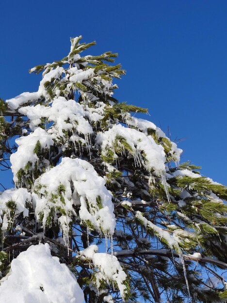 Schnee fiel auf die Kiefern Schneepfützen auf die Bäume Kiefern und Schnee