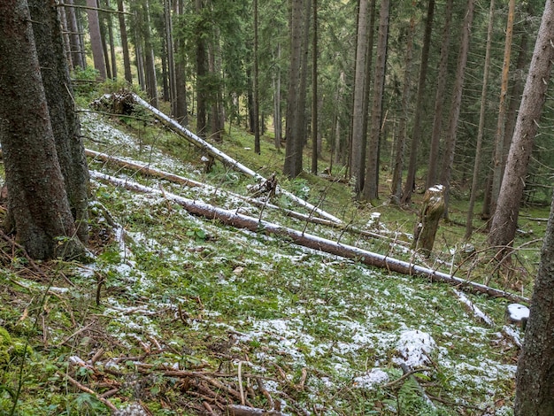 Schnee im Kiefernwald