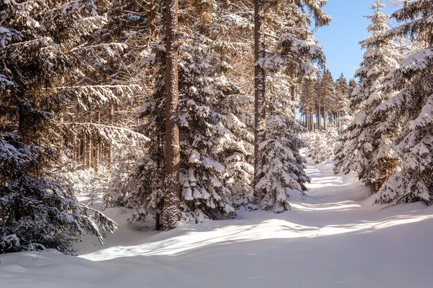 Schnee im Wald an einem sonnigen Tag