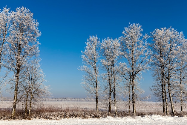 Schnee in der Waldlandschaft