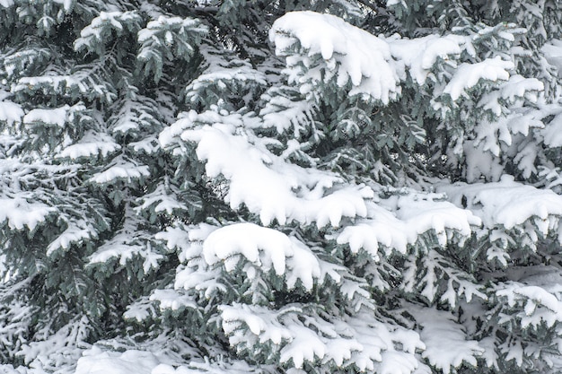 Schnee liegt auf den Zweigen der Tanne