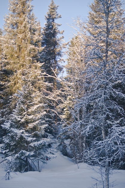 Schnee Norwegen Waldkalter Winter