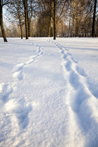 Schnee treibt mit Spuren der Person, die sie vor kurzem weitergegeben hat, Winterkältezeit