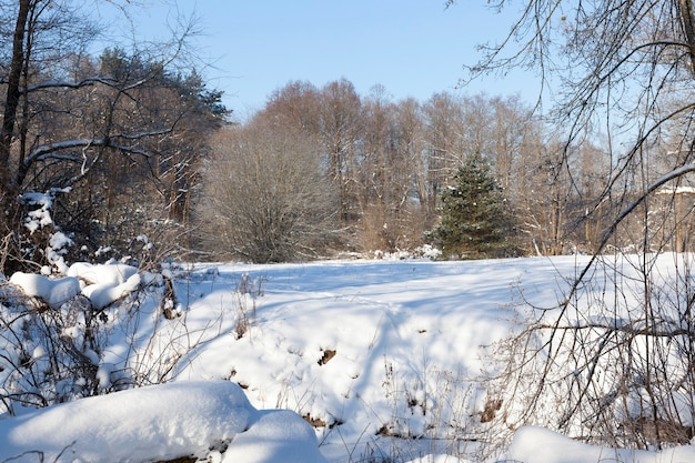 Schnee- und eisbedeckte Bäume und andere Pflanzen im Winter