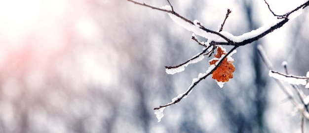 Schnee- und eisbedeckter Eichenzweig mit trockenen Blättern im Wald auf Baum bei sonnigem Wetter auf verschwommenem Hintergrund