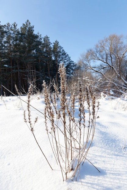 Schnee- und eisbedecktes Gras und andere Pflanzen im Winter