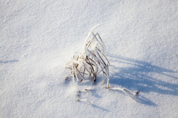 Schnee und Pflanzen