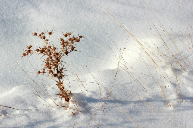 Schnee und trockener Dorn