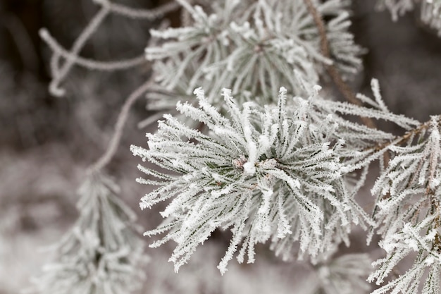 Schnee und weißer Raureif erschienen in der Wintersaison in Nahaufnahme auf Kiefernnadeln