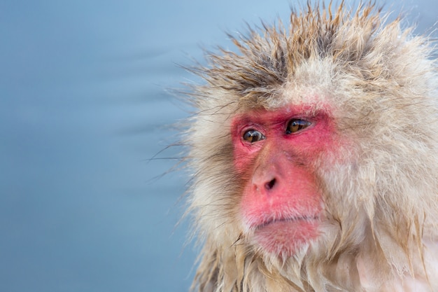 Schneeaffe Macaque Onsen