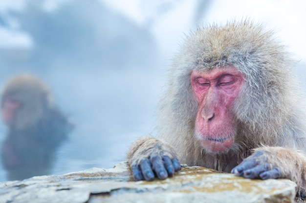 Schneeaffe Macaque Onsen