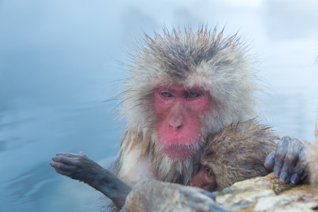 Schneeaffe Macaque Onsen