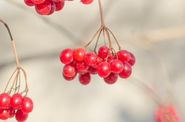 Schneeballbeeren im Freien. Zweig der Schneeball