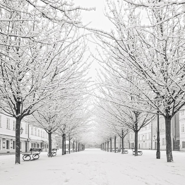 Schneebaum auf Kampa Insel, Prag