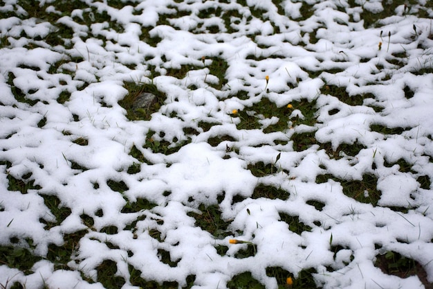 Schneebedeckt auf Gras auf dem Land auf dem Gipfel des Berges im Naturpark Kaunergrat in der Nähe des Pitztals und des Kaunertals und des Inntals in der Region Tirol Österreich