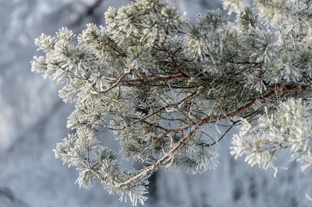 Foto schneebedeckte bäume bei frostigem wetter an einem sonnigen tag in der nähe