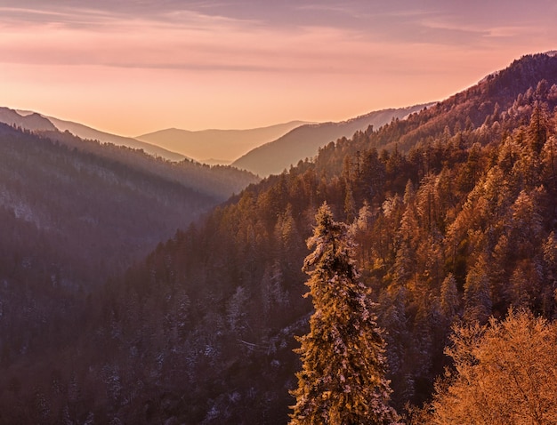 Schneebedeckte Bäume bei Sonnenuntergang in Smoky Mountains