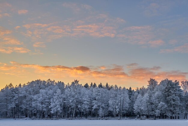 Schneebedeckte Bäume gegen den Himmel bei Sonnenuntergang