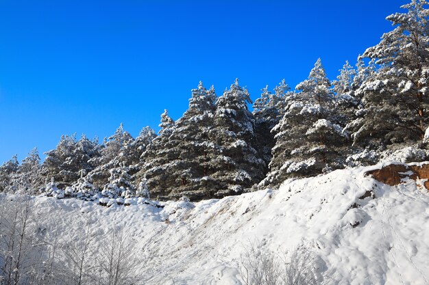 Schneebedeckte Bäume gegen den Himmel