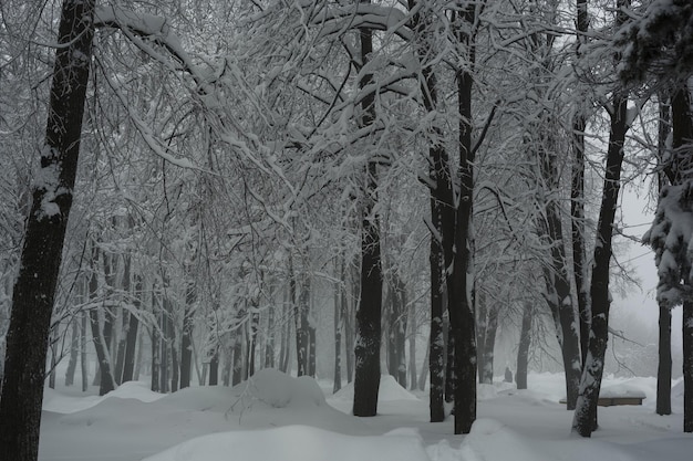 Schneebedeckte Bäume im Park. Winterlandschaft.