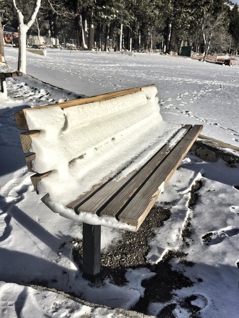 Schneebedeckte Bäume im Park