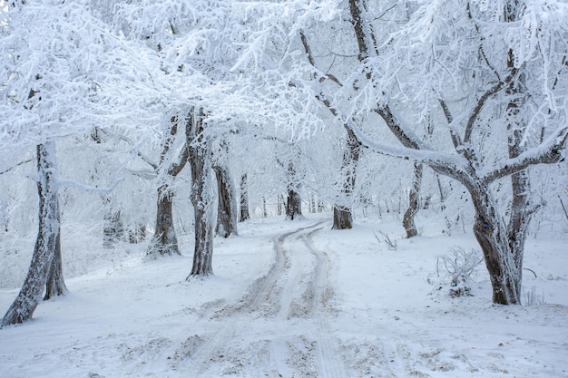 Schneebedeckte Bäume im Sabaduri-Wald, Winterlandschaft. Georgia