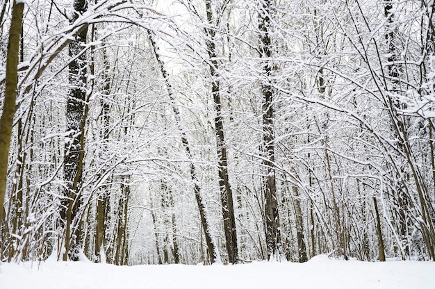 Schneebedeckte Bäume im verschneiten Winterwald