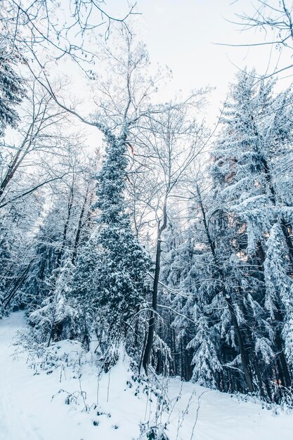 Foto schneebedeckte bäume im wald