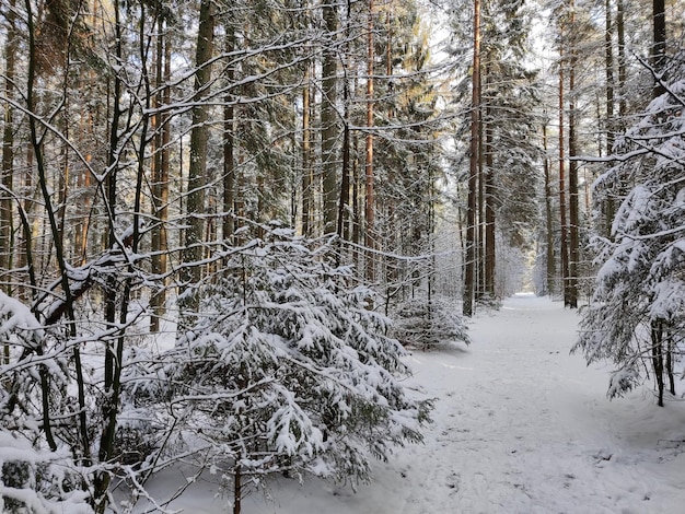 Schneebedeckte Bäume im Wald