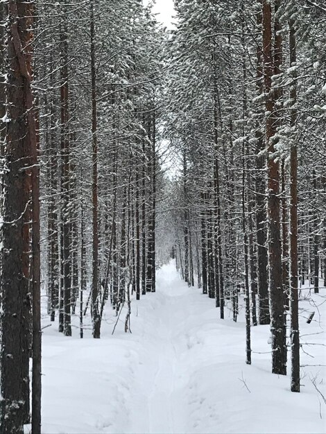 Foto schneebedeckte bäume im wald