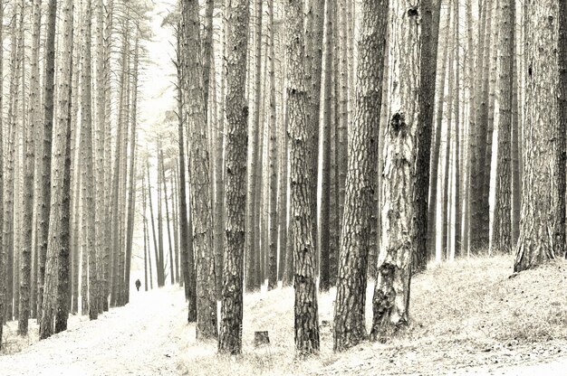 Foto schneebedeckte bäume im wald