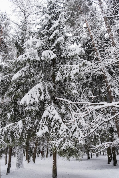 Schneebedeckte Bäume im Wald