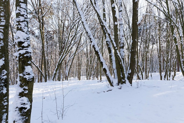 Schneebedeckte Bäume im Winter, Laubbäume ohne Laub im Winter mit Schnee bedeckt