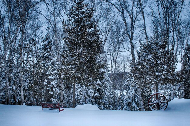 Foto schneebedeckte bäume im winter