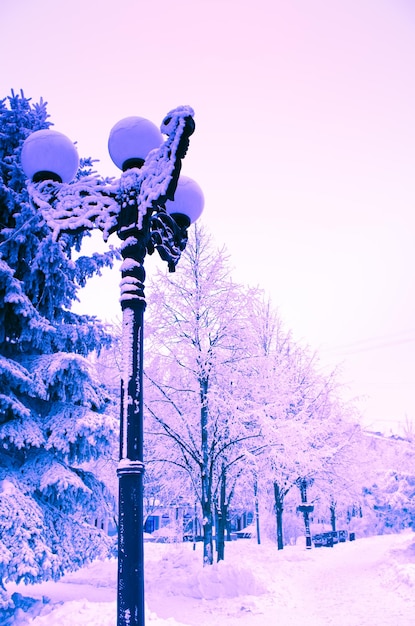 Foto schneebedeckte bäume im winter