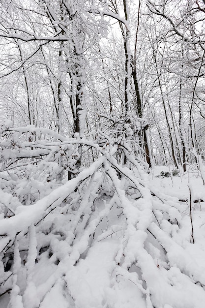 Schneebedeckte Bäume im Winter