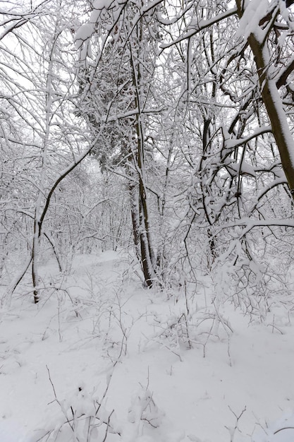 Schneebedeckte Bäume im Winter